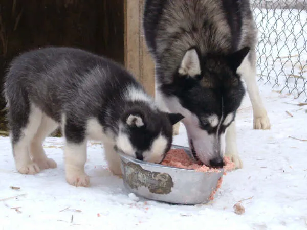 The Sled Dog Diet Code: Feeding Your Husky Like You Actually Understand the Breed