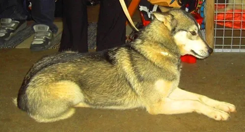 Beach Days and Backyard Pools: The Truth About Huskies in Hot Weather
