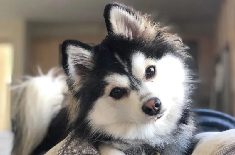 Tumbleweeds Incoming: Surviving Your Husky's Coat Blow Without Losing Your Mind (or Your Vacuum)