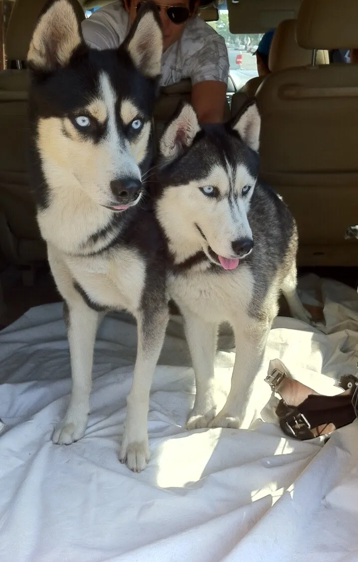 Snow Days, Done Right: 12 Winter Adventures Your Husky Will Thank You For